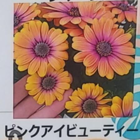 【生花/鉢】オステオスペルマム セレニティ ピンクアイビューティ 3.5寸苗【OT】