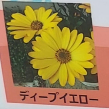 【生花/鉢】オステオスペルマム セレニティ ディープイエロー 3.5寸苗【OT】