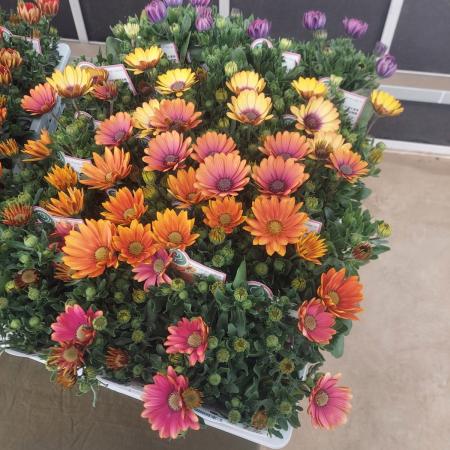 【生花/鉢】オステオスペルマム セレニティ ミックス 3.5寸ポット苗【OT】