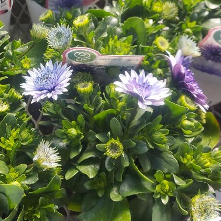 【生花/鉢】ダブルオステオスペルマム ブルースティール 3.5寸ポット苗【OT】