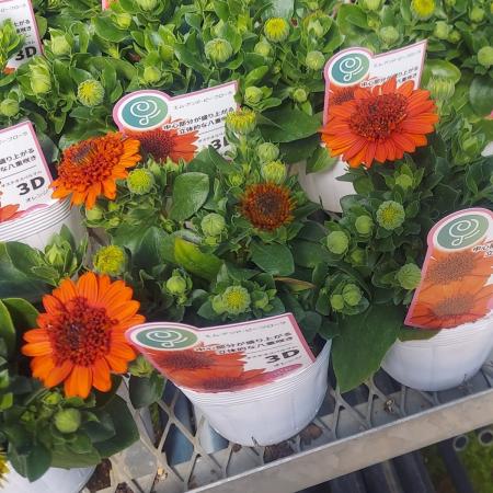 【生花/鉢】ダブルオステオスペルマム オレンジ 3.5寸ポット苗【OT】