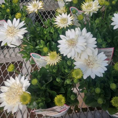 【生花/鉢】ダブルオステオスペルマム ナヌーク(白) 3.5寸ポット苗【OT】