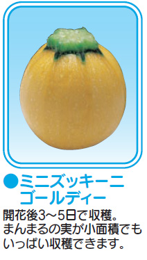 【コンパクト野菜苗】ミニズッキーニ　ゴールディ 【5/18以降お届け・5/13締め切り】