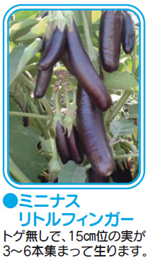 【コンパクト野菜苗】プチナス　リトルフィンガー　 【5/18以降お届け・5/13締め切り】