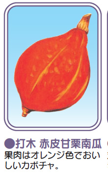 【加賀野菜苗】打木　赤皮甘栗南瓜 【5/18以降お届け・5/13締め切り】