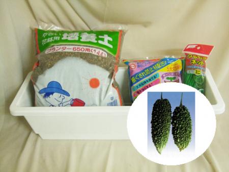 【生花/即納】サンデリアーナゴールド3寸