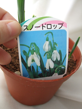 生花 即納 スノードロップ 3 5寸 春の球根アレンジフェア 通販 はなどんやアソシエ 生花 即納 スノードロップ 3 5寸 春の球根アレンジフェア 通販 はなどんやアソシエ