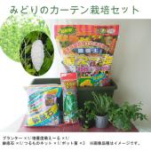 みどりのカーテン栽培セット小】純白ゴーヤ※入荷次第のお届けとなり