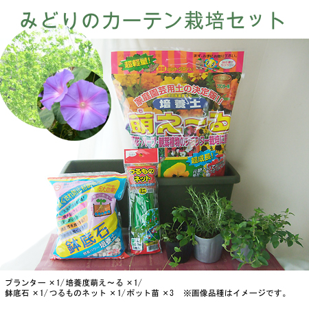 【みどりのカーテン栽培セット小】琉球アサガオ※入荷次第のお届けとなります。