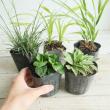 【生花/即納】山野草　品種A　ポット苗(3寸)