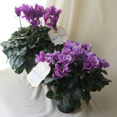 Jwa18 在庫数量限り シクラメン セレナーディア フリルブルー 12 10 18届日限定 キャンセル不可 配送外地域あり 通販 はなどんやアソシエ