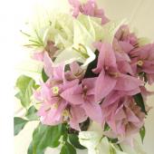 生花/即納】☆母の日セレクト鉢物ブーゲンビリア シンガポール(ピンク