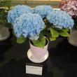 【生花/即納】★母の日セレクト鉢物ハイドランジア　アクア(ブルー)