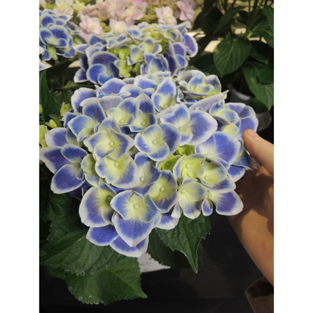 【生花/即納】★母の日セレクト鉢物ハイドランジア　チボリ(ブルー複輪)