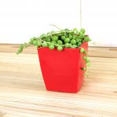 生花/即納】 グリーンネックレス (多肉植物ミニポット苗)※白ビニール