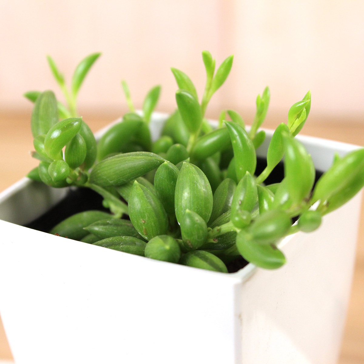 生花 即納 三日月ネックレス 多肉植物ミニポット苗 通販 はなどんやアソシエ 生花 即納 三日月ネックレス 多肉植物ミニポット苗 通販 はなどんやアソシエ