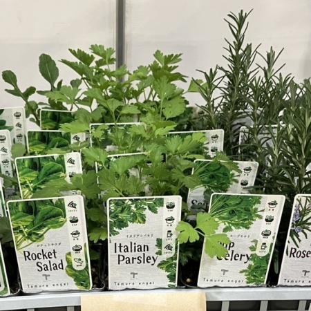 【送料無料】【生花/鉢】ハーブ苗(BBQセット)おまかせMIX  3寸ポット苗　※北海道・九州・沖縄は別途送料加算あります