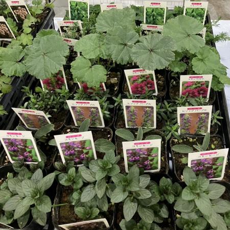 【送料無料】【生花/鉢】ハーブ苗(花粉症対策セット)おまかせMIX  3寸ポット苗　※北海道・九州・沖縄は別途送料加算あります