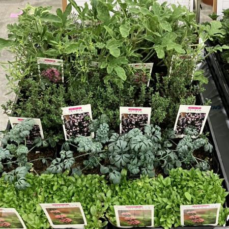 【送料無料】【生花/鉢】ハーブ苗(虫除け対策セット)おまかせMIX  3寸ポット苗　※北海道・九州・沖縄は別途送料加算あります