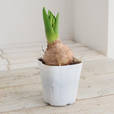 【生花/即納】花芽つきヒヤシンス　ポット苗(1球入り)白【NA】