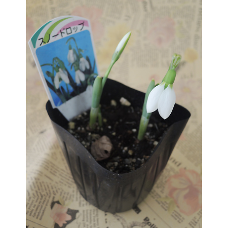 【生花/即納】スノードロップ　ポット苗
