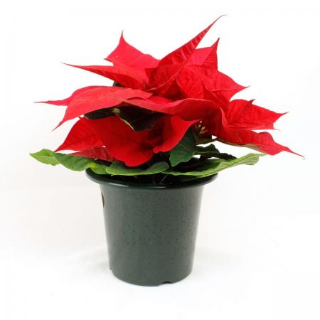 生花 即納 ポインセチア イタリアンレッド 4寸 通販 はなどんやアソシエ