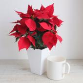 送料無料】【生花/鉢】ポインセチア クリスマスナイト(4寸