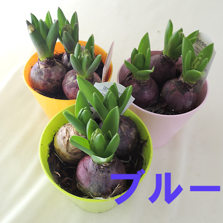【生花/即納】芽出しヒヤシンス 青(3球)4寸鉢　※ブルーパールなど