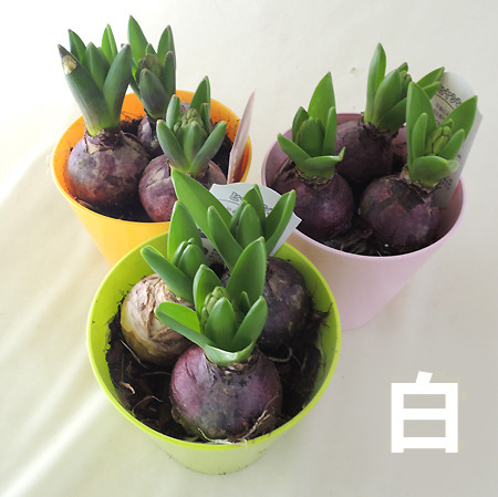 【生花/即納】芽出しヒヤシンス 白(3球) 4寸鉢　※ホワイトパールなど