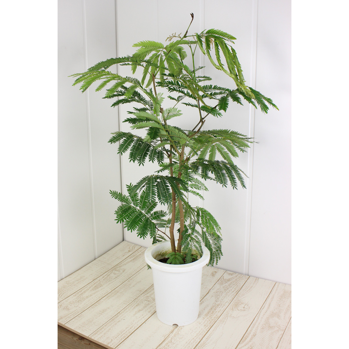 送料無料 生花 予約it10 観葉植物 エバーフレッシュの鉢 7寸鉢 届日限定 予約10日前 同梱不可 通販 はなどんやアソシエ