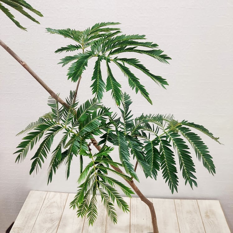 送料無料】【生花/即納】観葉植物 エバーフレッシュの鉢(6寸鉢・黒鉢