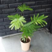 送料無料】【生花/即納】観葉植物 エバーフレッシュの鉢(5寸鉢