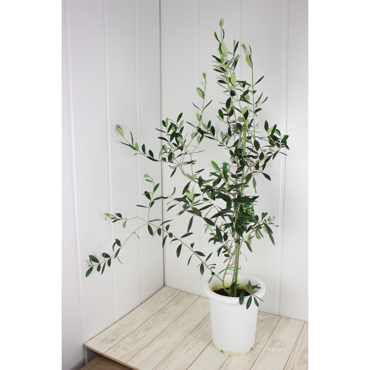 送料無料 生花 即納 観葉植物 オリーブの鉢 7寸鉢 品種 ネバディロブランコ 北海道 九州 沖縄は送料加算あります Exh 通販 はなどんやアソシエ 送料無料 生花 即納 観葉植物 オリーブの鉢 7寸鉢 品種 ネバディロブランコ 北海道 九州 沖縄は送料加算あります Exh 通販 はなどんやアソシエ