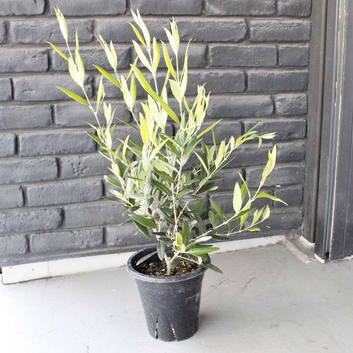 送料無料 生花 予約ot 観葉植物 オリーブの鉢 ひなかぜ 6寸鉢 北海道 九州 沖縄は送料加算あります 通販 はなどんやアソシエ 送料無料 生花 予約ot 観葉植物 オリーブの鉢 ひなかぜ 6寸鉢 北海道 九州 沖縄は送料加算あります 通販 はなどんやアソシエ