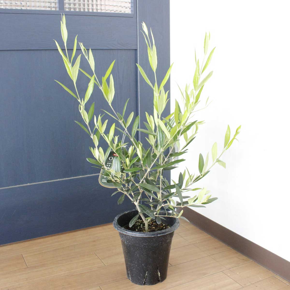 送料無料 生花 予約ot 観葉植物 オリーブの鉢 ひなかぜ 6寸鉢 北海道 九州 沖縄は送料加算あります 通販 はなどんやアソシエ 送料無料 生花 予約ot 観葉植物 オリーブの鉢 ひなかぜ 6寸鉢 北海道 九州 沖縄は送料加算あります 通販 はなどんやアソシエ