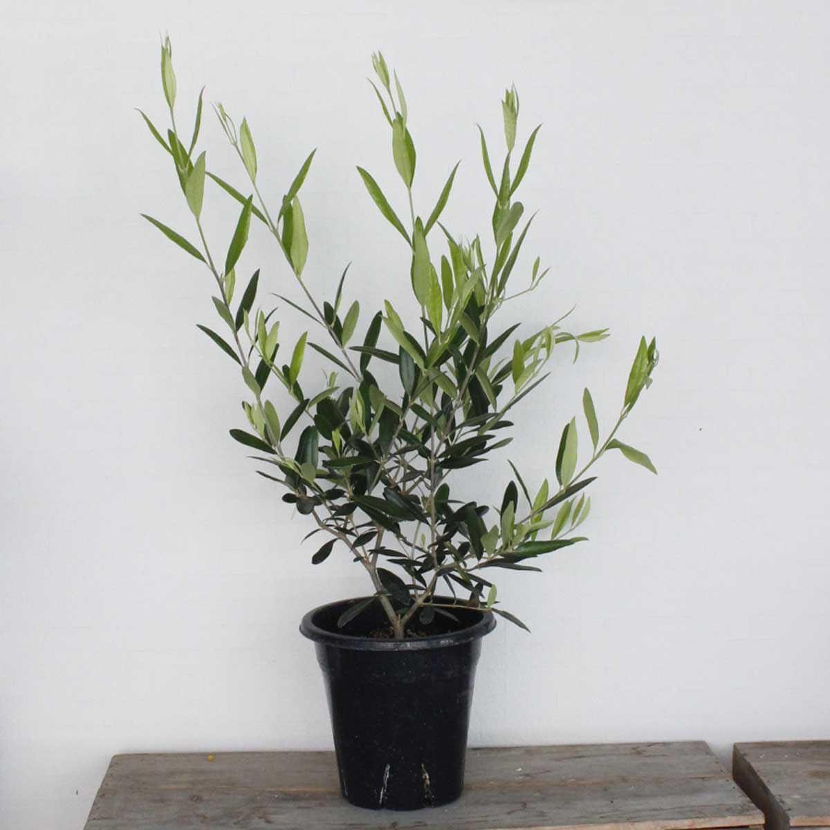 送料無料 生花 予約ot 観葉植物 オリーブの鉢 ひなかぜ 6寸鉢 送料無料 生花 予約ot 観葉植物 オリーブの鉢 ひなかぜ 6寸鉢
