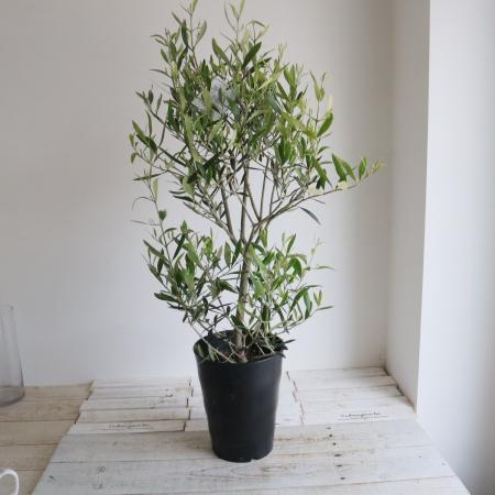【送料無料】【生花/鉢】観葉植物　オリーブ エルグレコ(7寸鉢)※北海道・九州・沖縄は送料加算あります。【O】