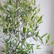 【送料無料】【生花/鉢】観葉植物　オリーブ エルグレコ(7寸鉢)※北海道・九州・沖縄は送料加算あります。【O】