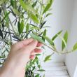 【送料無料】【生花/鉢】観葉植物　オリーブ エルグレコ(7寸鉢)※北海道・九州・沖縄は送料加算あります。【O】