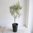 【送料無料】【生花/鉢】観葉植物　オリーブ エルグレコ(7寸鉢)※北海道・九州・沖縄は送料加算あります。【O】