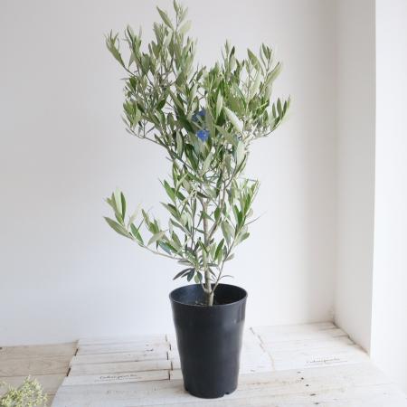 【送料無料】【生花/鉢】観葉植物　オリーブ シプレッシーノ(7寸鉢)※北海道・九州・沖縄は送料加算あります。【O】
