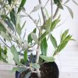 【送料無料】【生花/鉢】観葉植物　オリーブ シプレッシーノ(7寸鉢)※北海道・九州・沖縄は送料加算あります。【O】