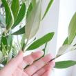 【送料無料】【生花/鉢】観葉植物　オリーブ シプレッシーノ(7寸鉢)※北海道・九州・沖縄は送料加算あります。【O】