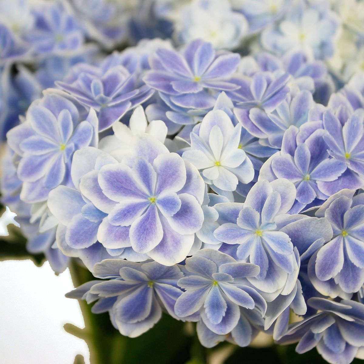 送料無料 生花 即納 アジサイ 万華鏡 5寸 北海道 九州 沖縄は別途送料加算あります 通販 はなどんやアソシエ 送料無料 生花 即納 アジサイ 万華鏡 5寸 北海道 九州 沖縄は別途送料加算あります 通販 はなどんやアソシエ