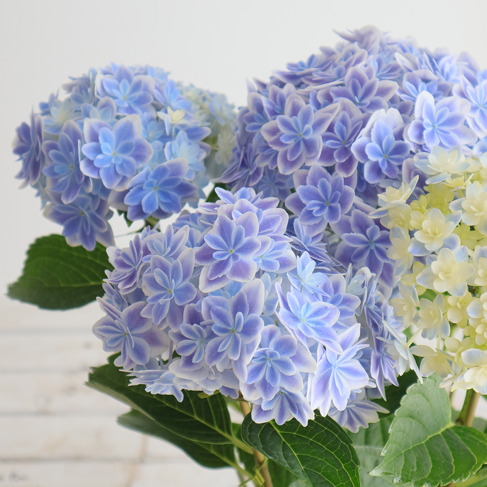 送料無料 生花 即納 アジサイ 万華鏡 5寸 北海道 九州 沖縄は別途送料加算あります 通販 はなどんやアソシエ 送料無料 生花 即納 アジサイ 万華鏡 5寸 北海道 九州 沖縄は別途送料加算あります 通販 はなどんやアソシエ