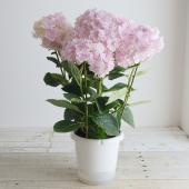 送料無料】【生花/鉢】アジサイ 万華鏡 ピンク(5寸)※北海道・九州