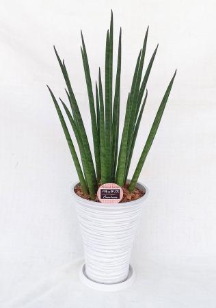【送料無料】【生花/鉢】観葉植物　サンスベリア バキュラリス の鉢(7寸鉢)※北海道・九州・沖縄は別途送料加算あります【IT】
