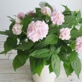 送料無料】山アジサイ 伊予獅子てまり(ピンク)5号※遠方のみ送料加算