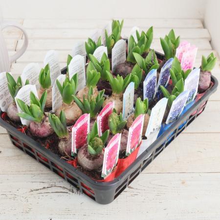 【生花/即納】花芽つきヒヤシンス　ポット苗(1球入り)色おまかせ【NA】