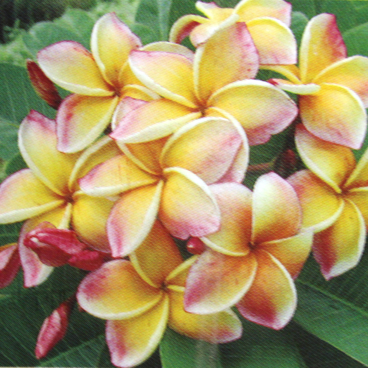 生花 即納 プルメリア カリフォルニアサンセット 6寸鉢 説明をお読みください 単独発送 同梱不可 通販 はなどんやアソシエ 生花 即納 プルメリア カリフォルニアサンセット 6寸鉢 説明をお読みください 単独発送 同梱不可 通販 はなどんやアソシエ